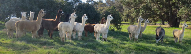 Alpacacino Farm